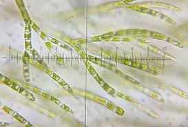Attēlu rezultāti vaicājumam “Chaetophora pisiformis”