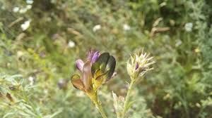 Attēlu rezultāti vaicājumam “Medicago x varia  flower”