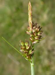Attēlu rezultāti vaicājumam “Carex lasiocarpa male flower”