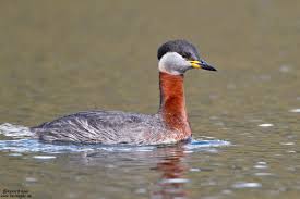 Image result for Podiceps grisegena
