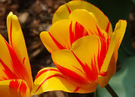 Attēlu rezultāti vaicājumam “Tulipa gesneriana flower”