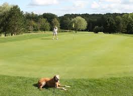 Image result for Chiddingfold Golf Club
