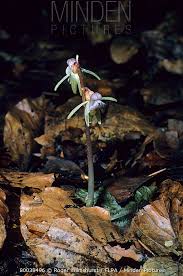 Attēlu rezultāti vaicājumam “Epipogium aphyllum”