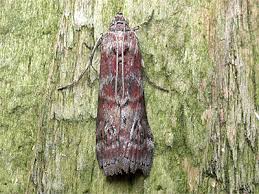 Attēlu rezultāti vaicājumam “Phycita roborella”