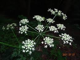 Image result for Heracleum sphondylium