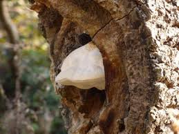 Attēlu rezultāti vaicājumam “Aurantiporus fissilis”