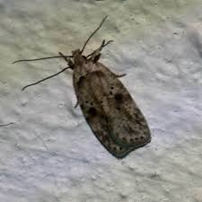 Attēlu rezultāti vaicājumam “Agonopterix aranella”