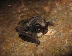 Attēlu rezultāti vaicājumam “Barbastella barbastellus”