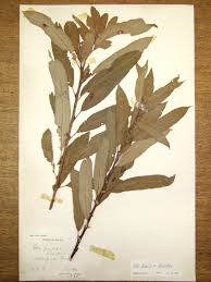 Attēlu rezultāti vaicājumam “Salix triandra fruit”