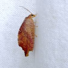 Attēlu rezultāti vaicājumam “Drepanepteryx phalaenoides”