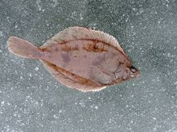 Image result for Limanda limanda