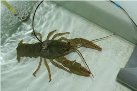 Attēlu rezultāti vaicājumam “Astacus leptodactylus”