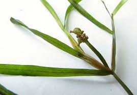 Attēlu rezultāti vaicājumam “Potamogeton trichoides leaf”