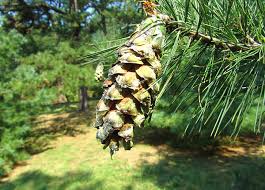 Attēlu rezultāti vaicājumam “Pinus peuce”