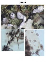 Attēlu rezultāti vaicājumam “Diderma chondrioderma”