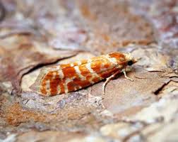 Attēlu rezultāti vaicājumam “Rhyacionia pinicolana”