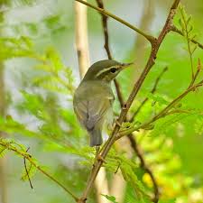 Image result for Phylloscopus borealis