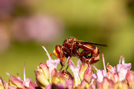 Attēlu rezultāti vaicājumam “Sicus ferrugineus”