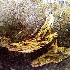 Attēlu rezultāti vaicājumam “Milesina murariae”