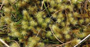 Attēlu rezultāti vaicājumam “Bryum pallescens”