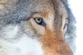 Image result for Westgate Wolves A.R.L.F.C.