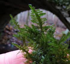 Attēlu rezultāti vaicājumam “Neckera complanata sporophyte”
