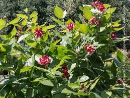 Attēlu rezultāti vaicājumam “Calycanthus floridus”