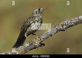 Attēlu rezultāti vaicājumam “Turdus viscivorus juvenile”