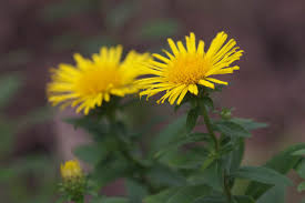 Attēlu rezultāti vaicājumam “Inula salicina flower”
