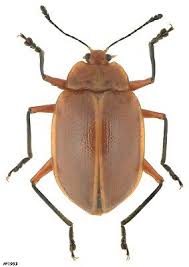 Attēlu rezultāti vaicājumam “Erotylidae”