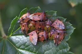Attēlu rezultāti vaicājumam “Elasmucha ferrugata”