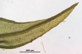 Attēlu rezultāti vaicājumam “Didymodon fallax var. brevifolius”