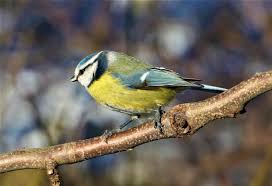 Image result for Cyanistes caeruleus