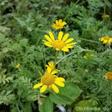 Image result for Färberkamille