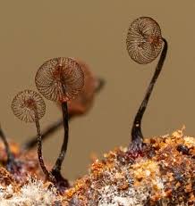 Attēlu rezultāti vaicājumam “Cribraria cancellata”