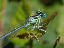 Attēlu rezultāti vaicājumam “Platycnemis pennipes”
