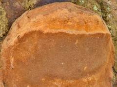 Attēlu rezultāti vaicājumam “Junghuhnia pseudozilingiana”