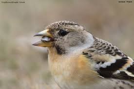 Attēlu rezultāti vaicājumam “Fringilla montifringilla female”