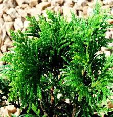 Attēlu rezultāti vaicājumam “Thuja plicata”