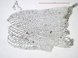 Attēlu rezultāti vaicājumam “Sphagnum girgensohnii”