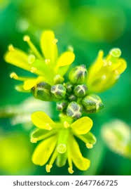 Attēlu rezultāti vaicājumam “Rorippa amphibia fruit”