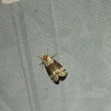 Attēlu rezultāti vaicājumam “Tetheella fluctuosa”