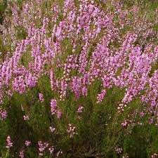 Attēlu rezultāti vaicājumam “Calluna vulgaris”
