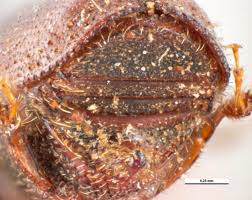 Attēlu rezultāti vaicājumam “Scolytus scolytus, Scolytus multistriatus”