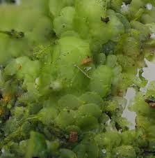 Attēlu rezultāti vaicājumam “Radula complanata sporophyte”