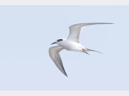 Attēlu rezultāti vaicājumam “Sterna”