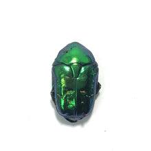 Attēlu rezultāti vaicājumam “Bitoma crenata imago”