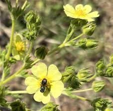 Image result for Potentilla tormentilla