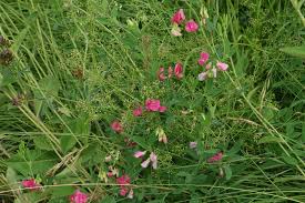 Attēlu rezultāti vaicājumam “Lathyrus tuberosus leaf”