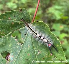 Attēlu rezultāti vaicājumam “Mycosphaerella ulmi”